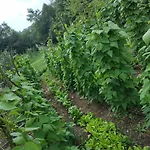 Bivanje na kmetiji Tourist Farm Pri Andrejevih *