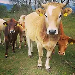Tourist Farm Pri Andrejevih Bivanje na kmetiji Narin