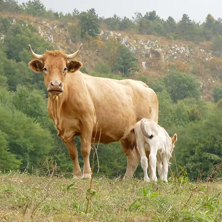 Tourist Farm Pri Andrejevih Bauernhof Narin