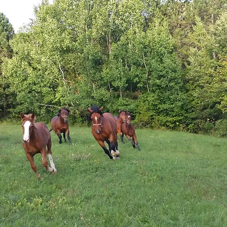 Farm stay Tourist Farm Pri Andrejevih