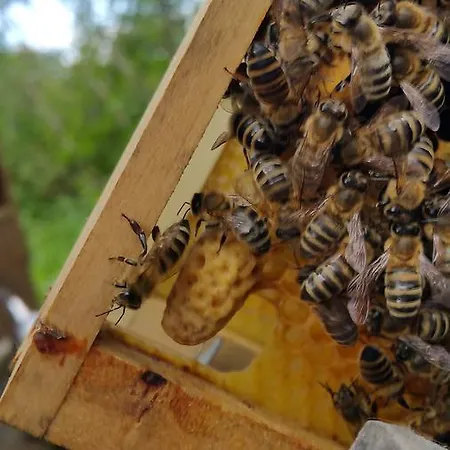 Tourist Farm Pri Andrejevih Narin