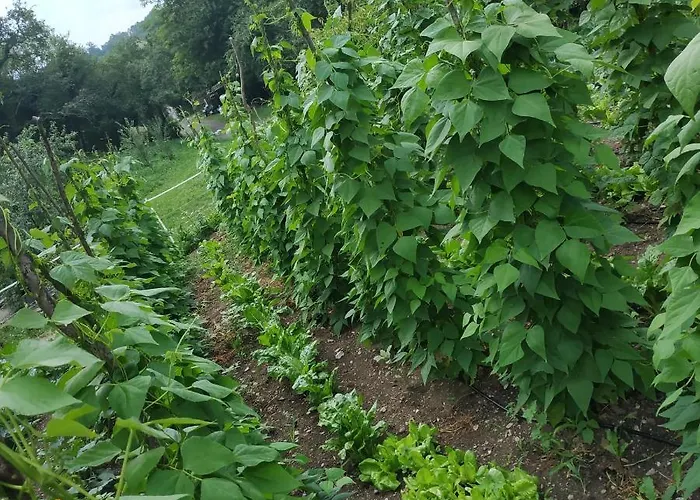 Farm stay Tourist Farm Pri Andrejevih *