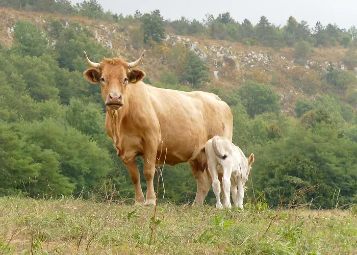 Tourist Farm Pri Andrejevih Farm stay Narin