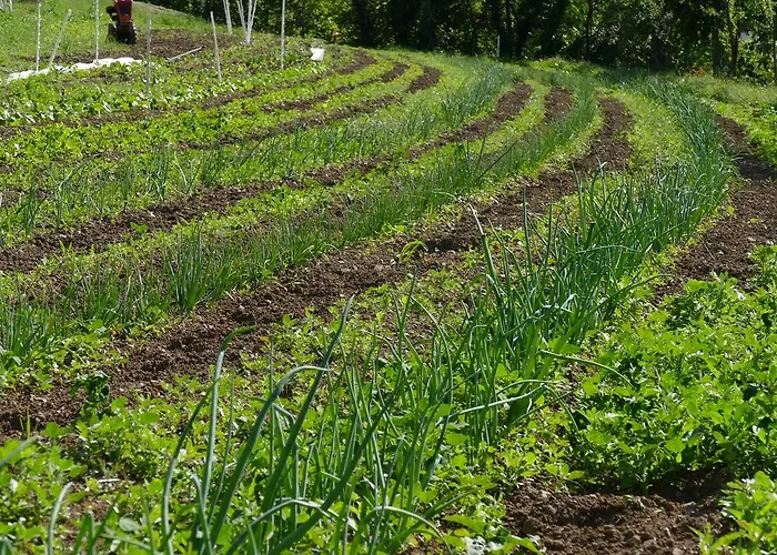 Farm stay Tourist Farm Pri Andrejevih Narin