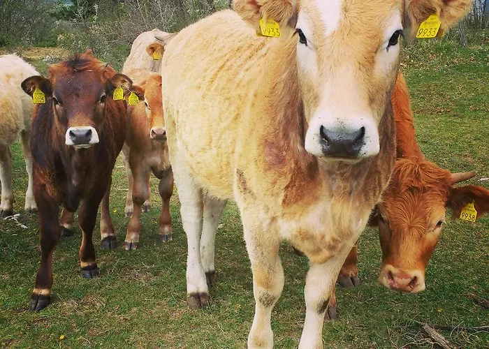 Tourist Farm Pri Andrejevih Farm stay Narin