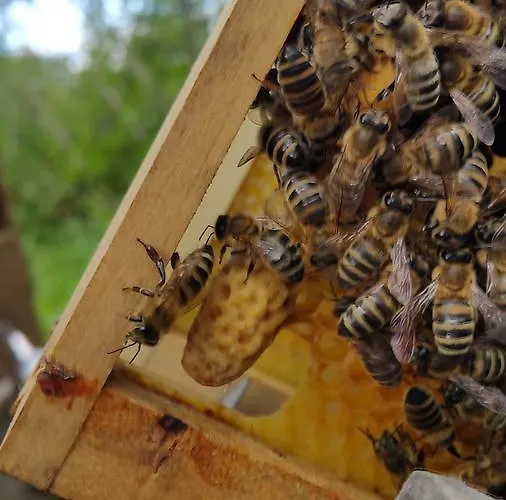 Tourist Farm Pri Andrejevih Narin