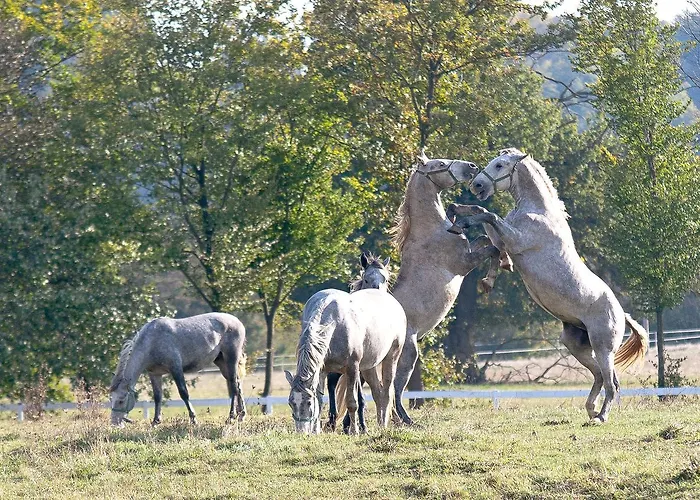 Tourist Farm Pri Andrejevih Farm stay Narin